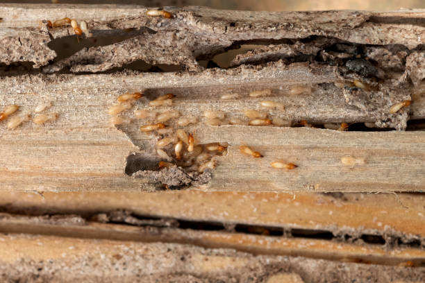 Best Exterminator Services  in Presidential Lakes Estates, NJ